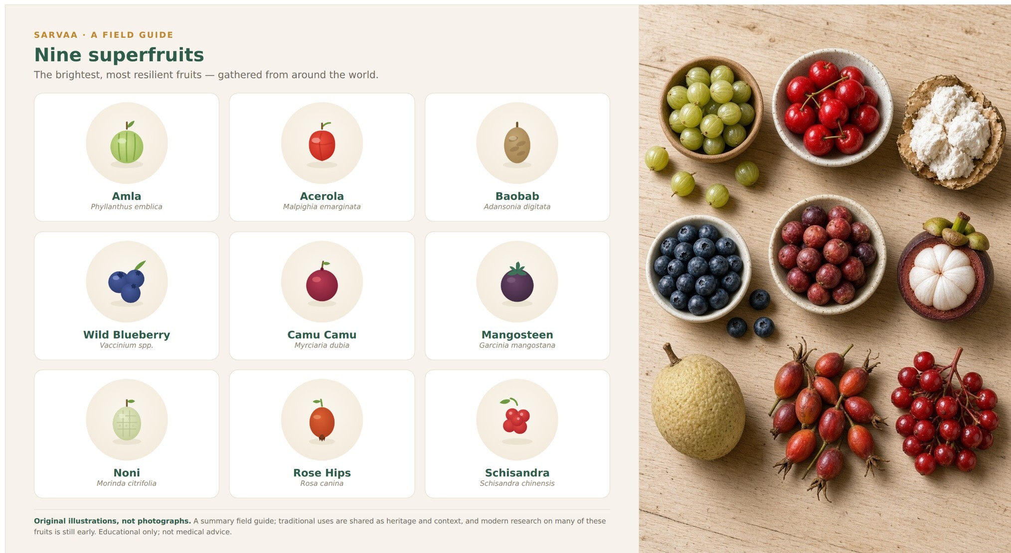 Illustrated tiles of nine superfruits &mdash; amla, acerola, baobab, wild blueberry, camu camu, mangosteen, noni, rose hips, and schisandra &mdash; each labeled with its common and botanical name. 