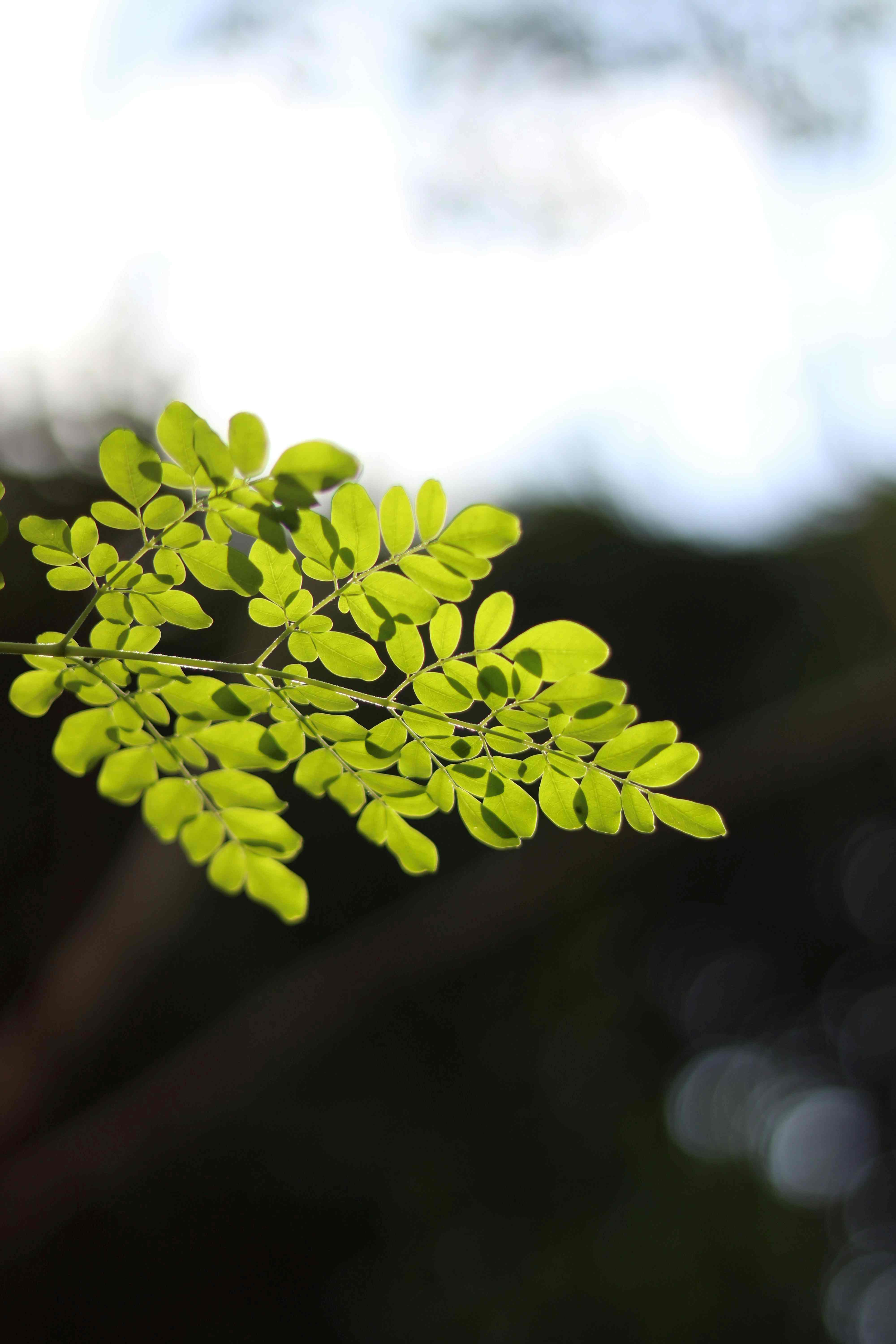 Vibrant fresh green moringa leaves in soft natural sunlight, evoking natural vitality and nourishment Young, tender moringa leaves at their nutritional peak — ethically sourced from organic farms in India for Sarvaa Organics