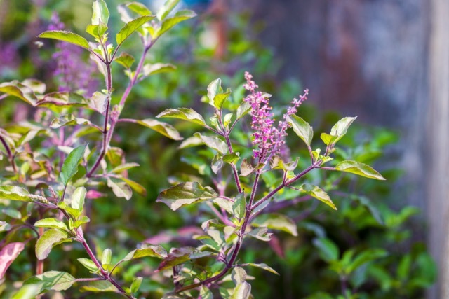 Tulsi (Holy Basil) leaves grow from deep purple vines with delicate flowers.