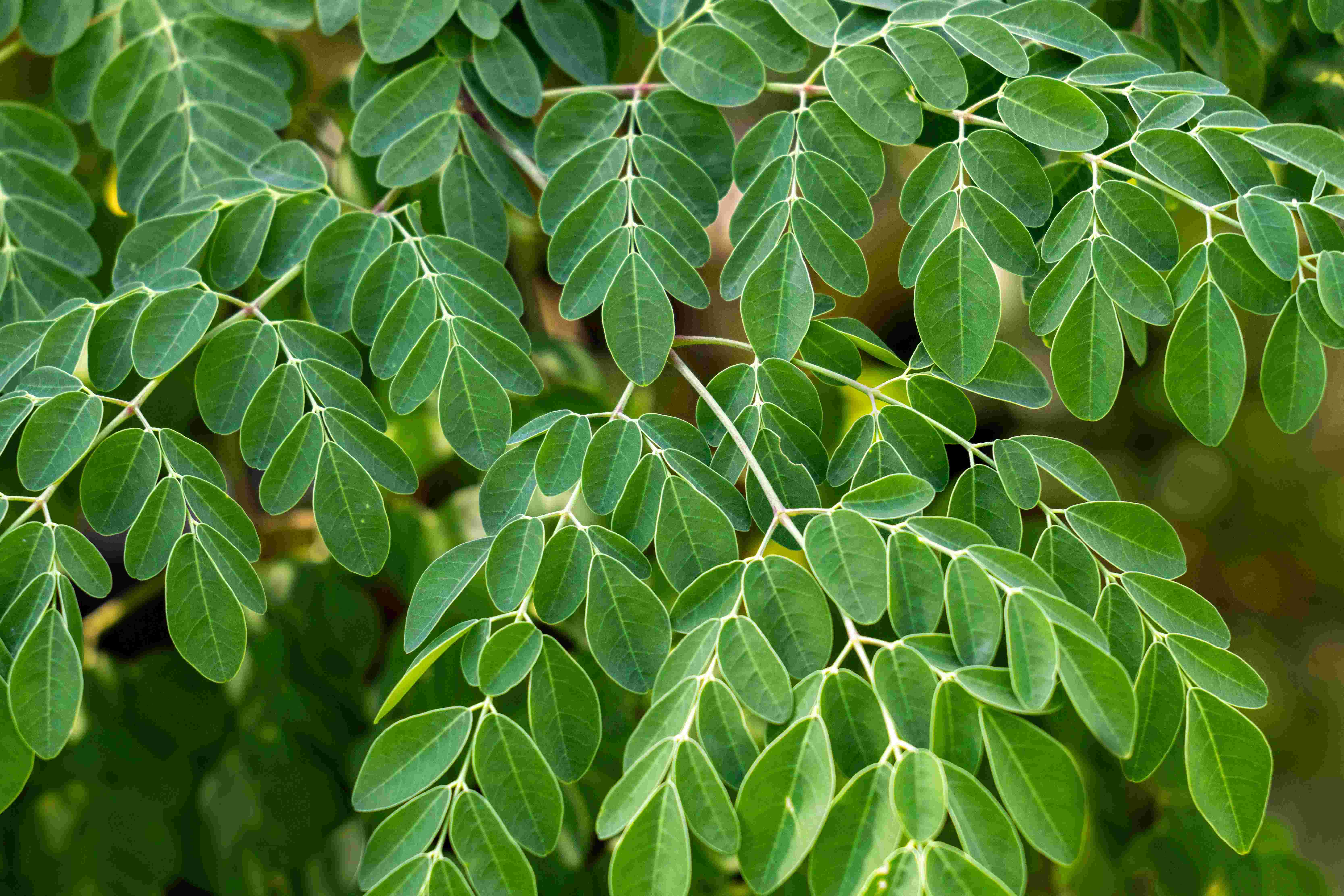Close-up of lush moringa leaves symbolizing Ayurvedic balance and vitality Moringa’s light, warming qualities help bring balance to Vata and Kapha doshas