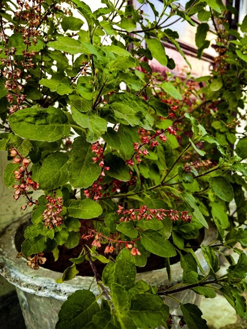 Tulsi (Holy Basil) plant grows from a pot in a courtyard.