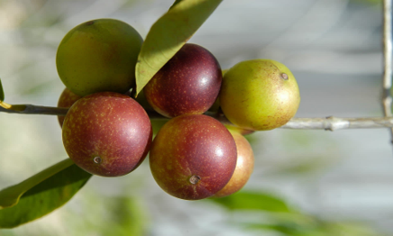 The camu camu berry grows in the biodiverse soils of the Amazon, concentrating exceptional levels of vitamin C and protective phytochemicals. Ripe camu camu berries clustered on a branch with green leaves, showing their deep red-purple color and natural Amazon habitat.
