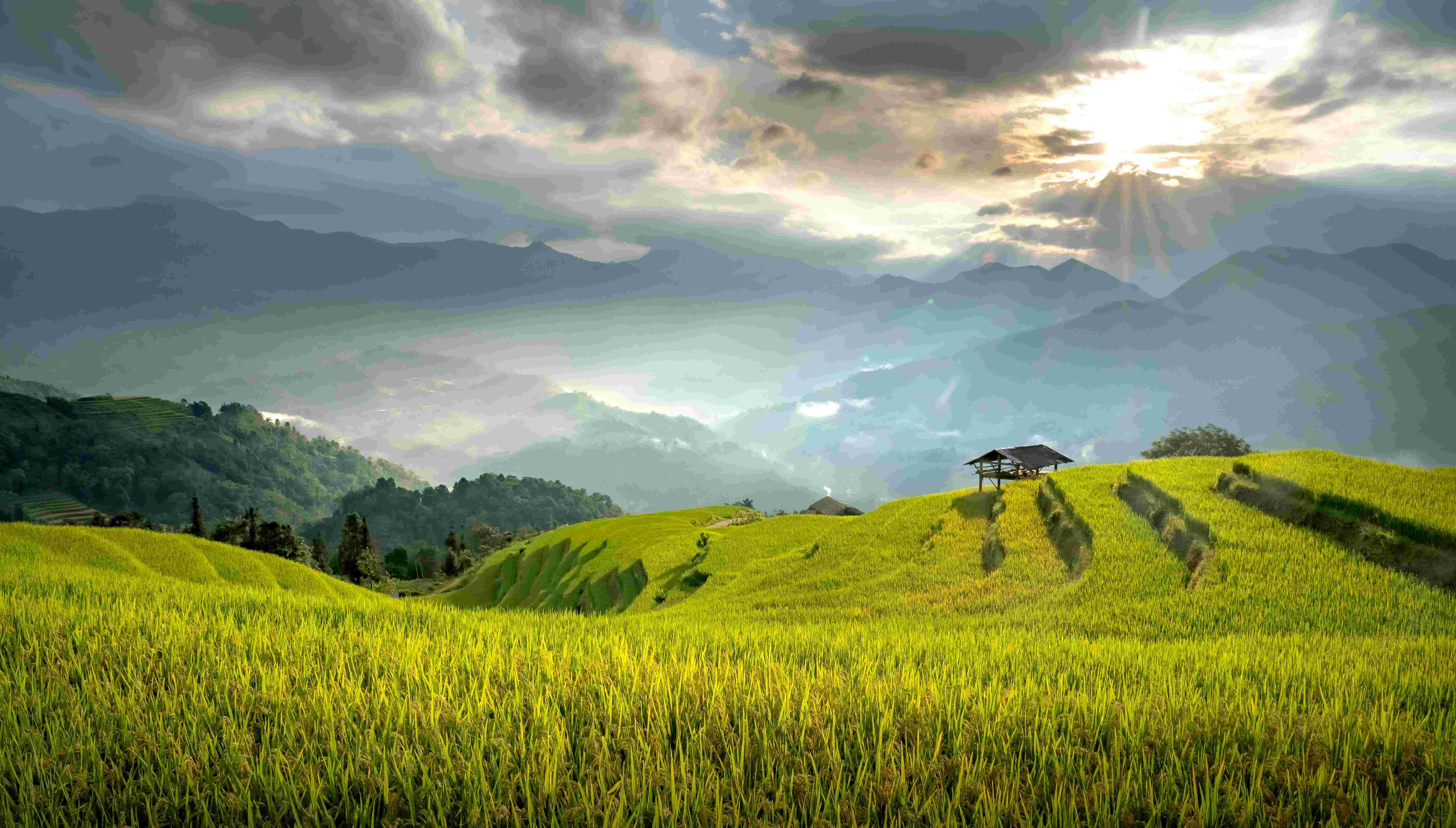 Peaceful rice field in soft morning light, evoking growth and nourishment.&nbsp;