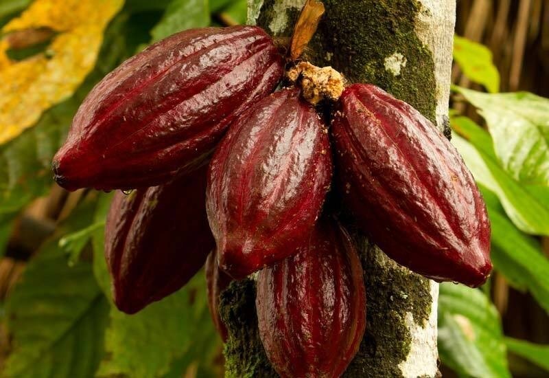 Vibrant red cacao pods hanging from a tree in a lush tropical setting, representing the plant&rsquo;s natural origins.   